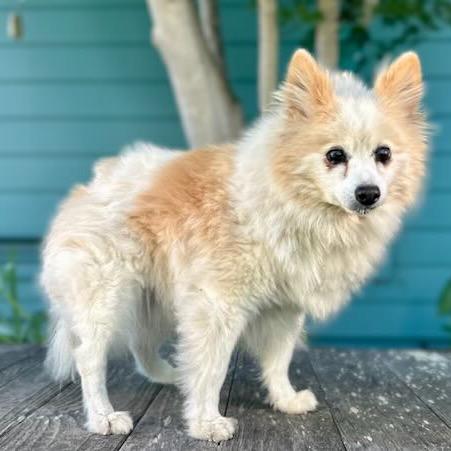 Enlarge Yankee Candle, a Adoptable Pomeranian in Pacific Grove, CA image 4/5