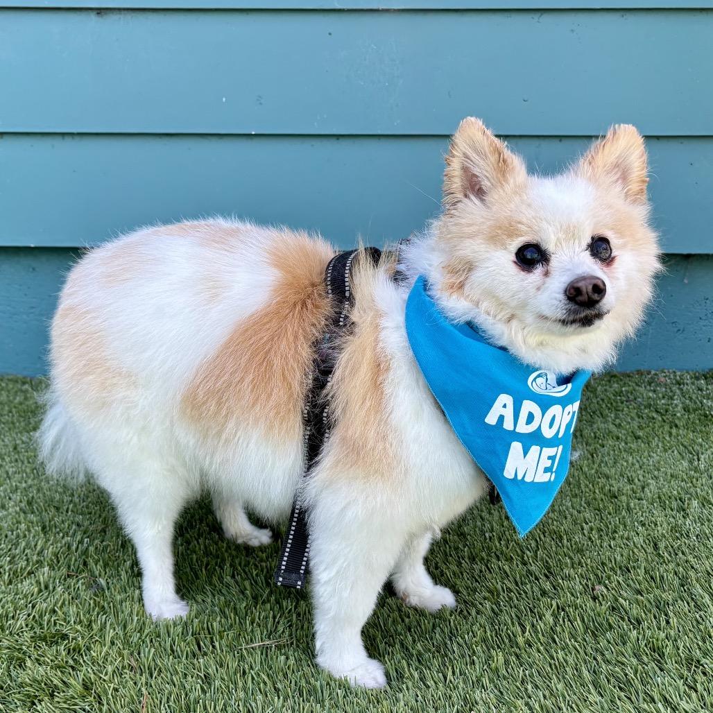 Enlarge Yankee Candle, a Adoptable Pomeranian in Pacific Grove, CA image 5/6