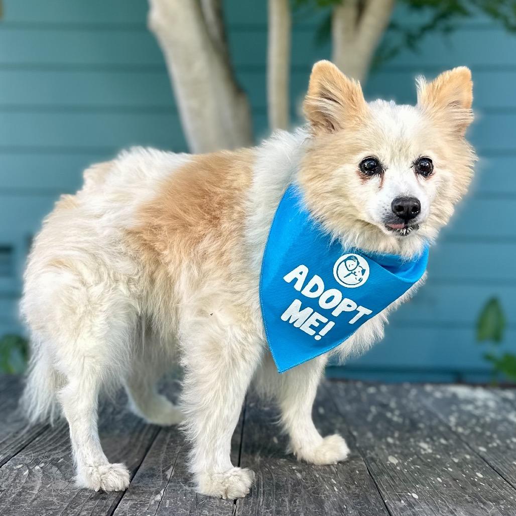 Enlarge Yankee Candle, a Adoptable Pomeranian in Pacific Grove, CA image 5/5