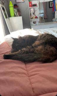 Monday, a ADOPTABLE Domestic Short Hair in Melrose, MA image 2/6