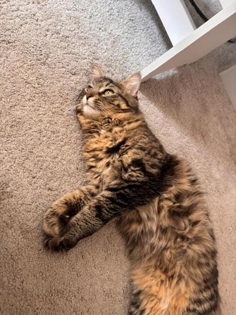 Monday, a ADOPTABLE Domestic Short Hair in Melrose, MA image 1/6