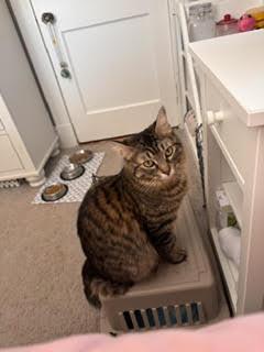 Monday, a ADOPTABLE Domestic Short Hair in Melrose, MA image 3/6