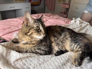 Monday, a ADOPTABLE Domestic Short Hair in Melrose, MA image 4/6