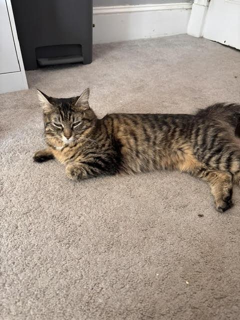 Monday, a ADOPTABLE Domestic Short Hair in Melrose, MA image 5/6