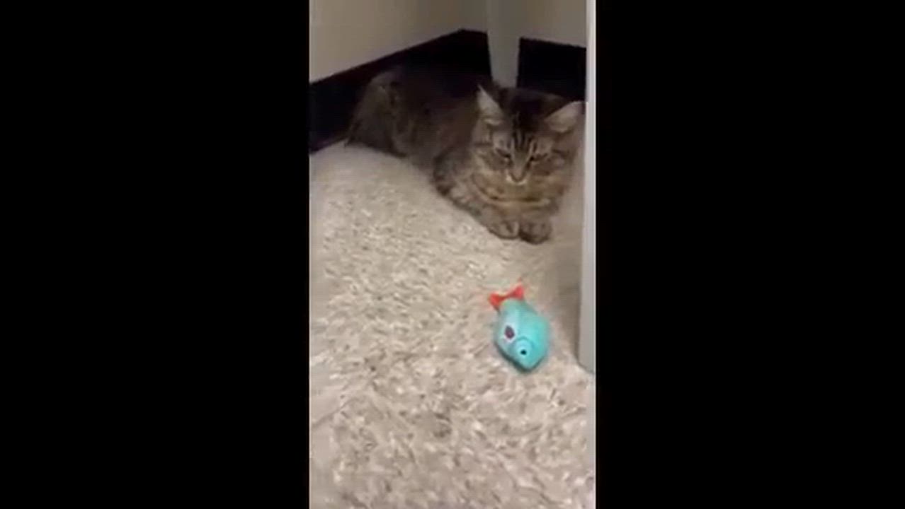 Enlarge Monday, a ADOPTABLE Domestic Short Hair in Melrose, MA video 6/6