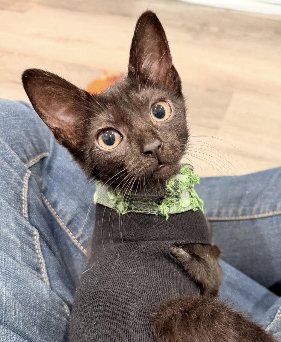 Veronica, Adopted, Kitten Female Domestic Short Hair.