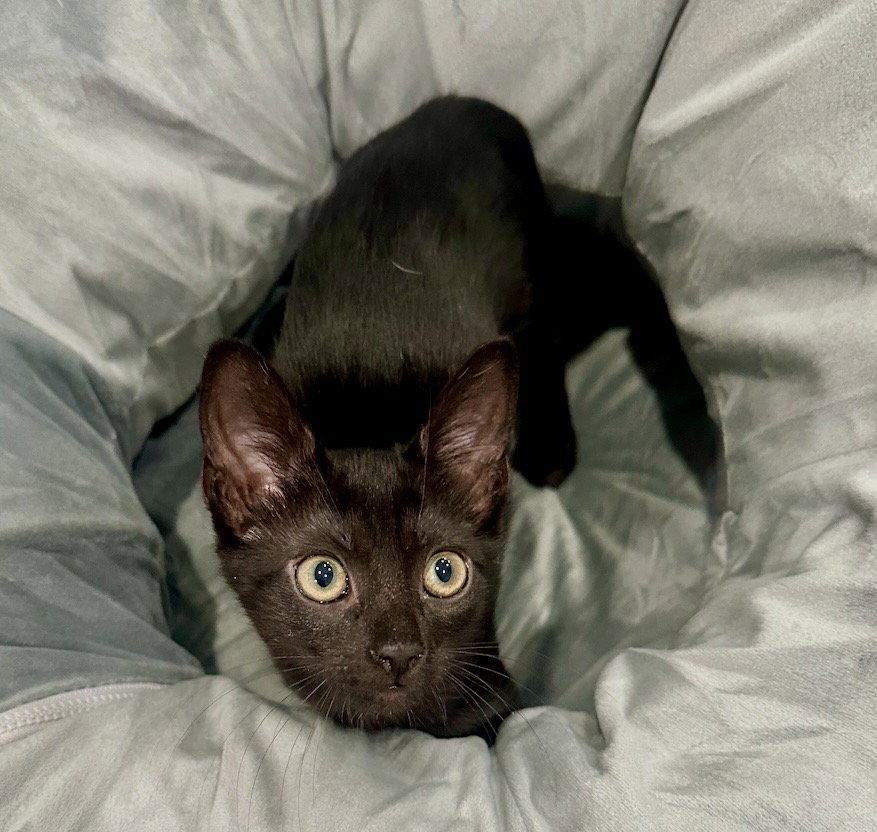 Veronica, a Adopted Domestic Short Hair in West Hills, CA image 2/3