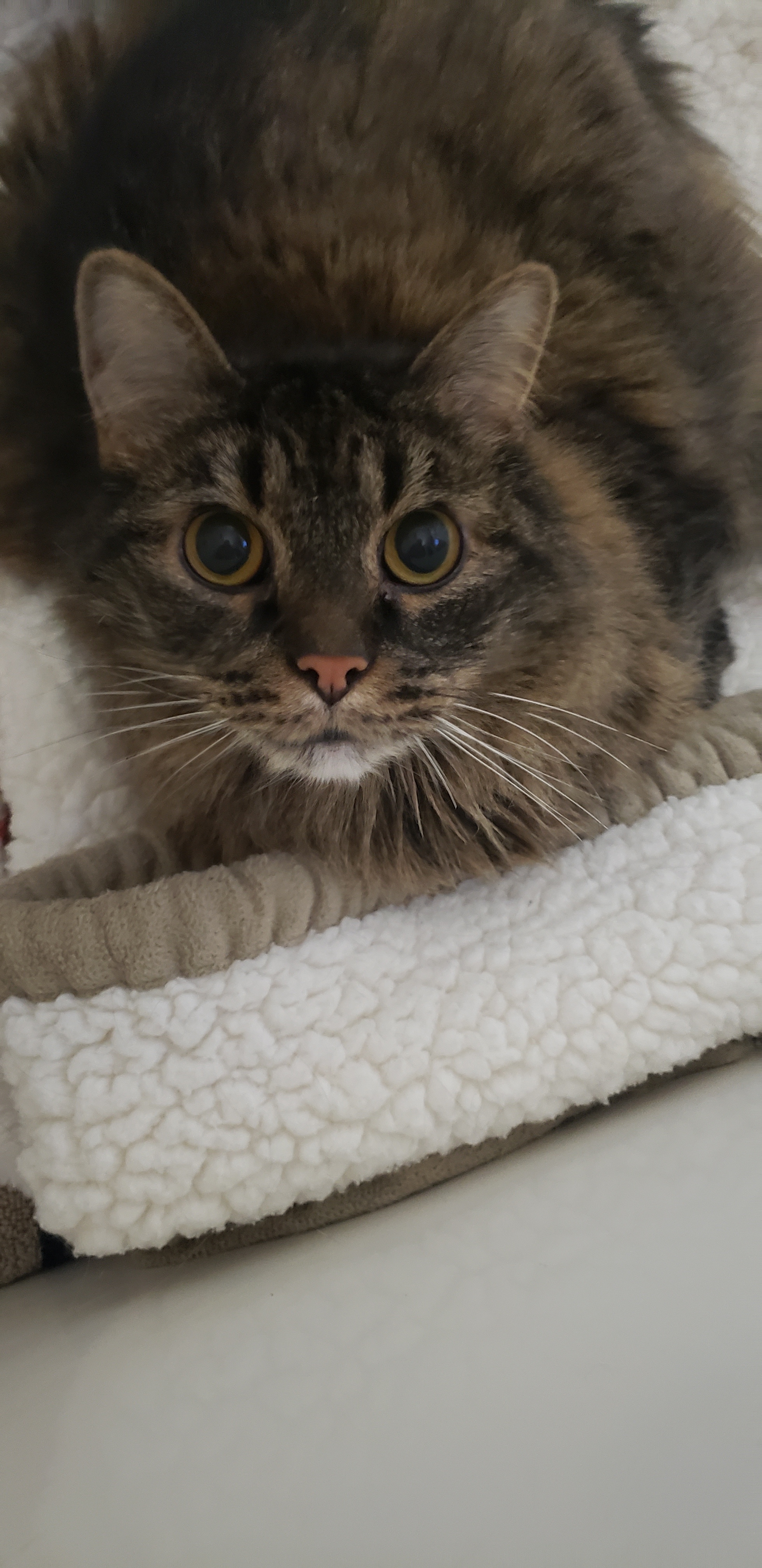 Purr, Adoptable, Adult Male Maine Coon & Tabby.