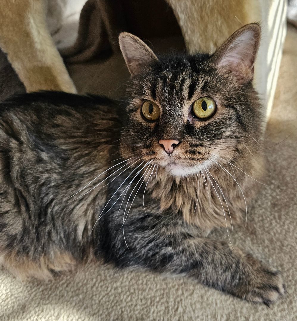 Enlarge Purr, a Adoptable mixed breed in Clarksville, IN image 2/3