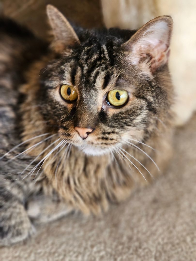 Enlarge Purr, a Adoptable mixed breed in Clarksville, IN image 3/3