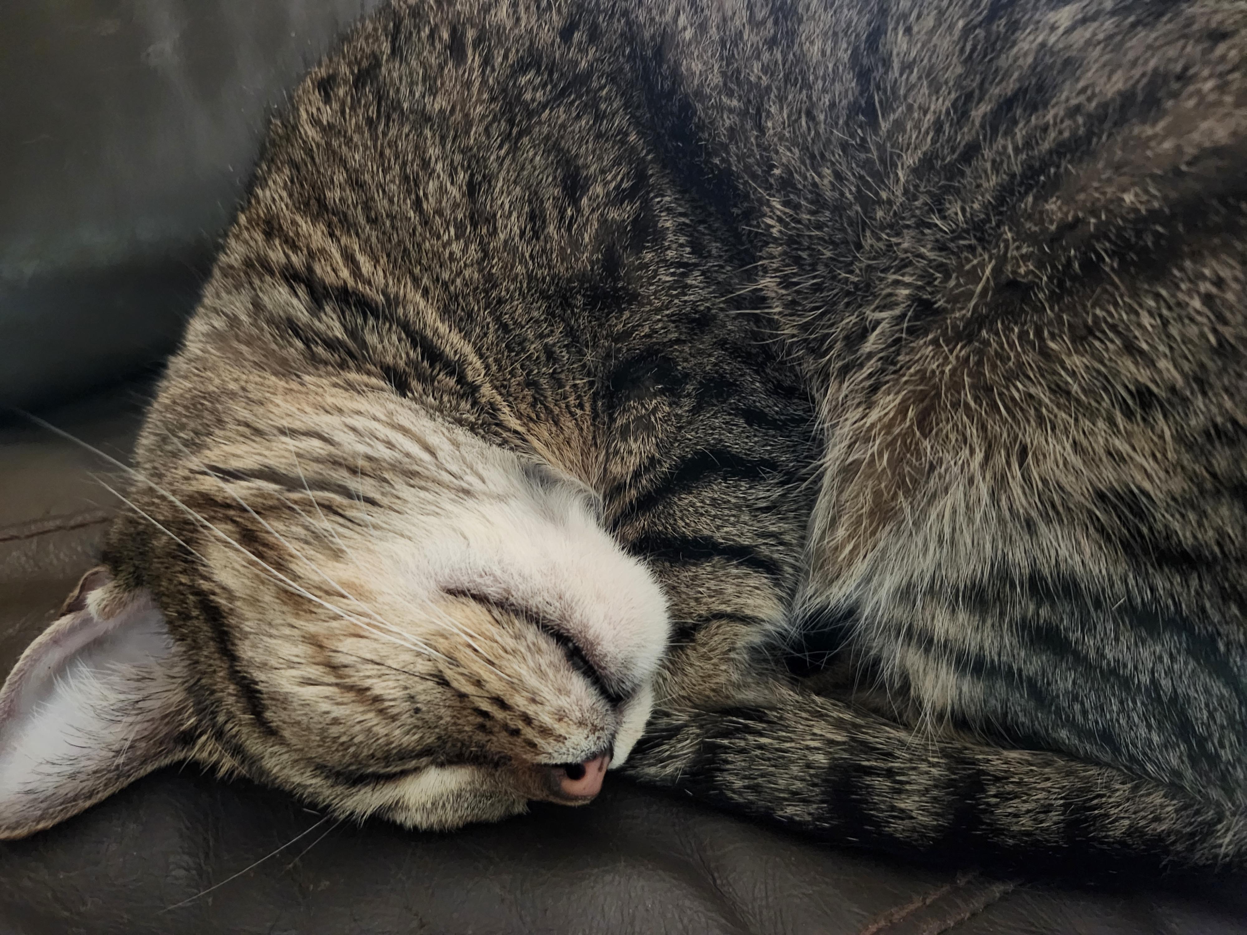 Willow, a Adoptable Domestic Short Hair in Morganton, NC image 5/5