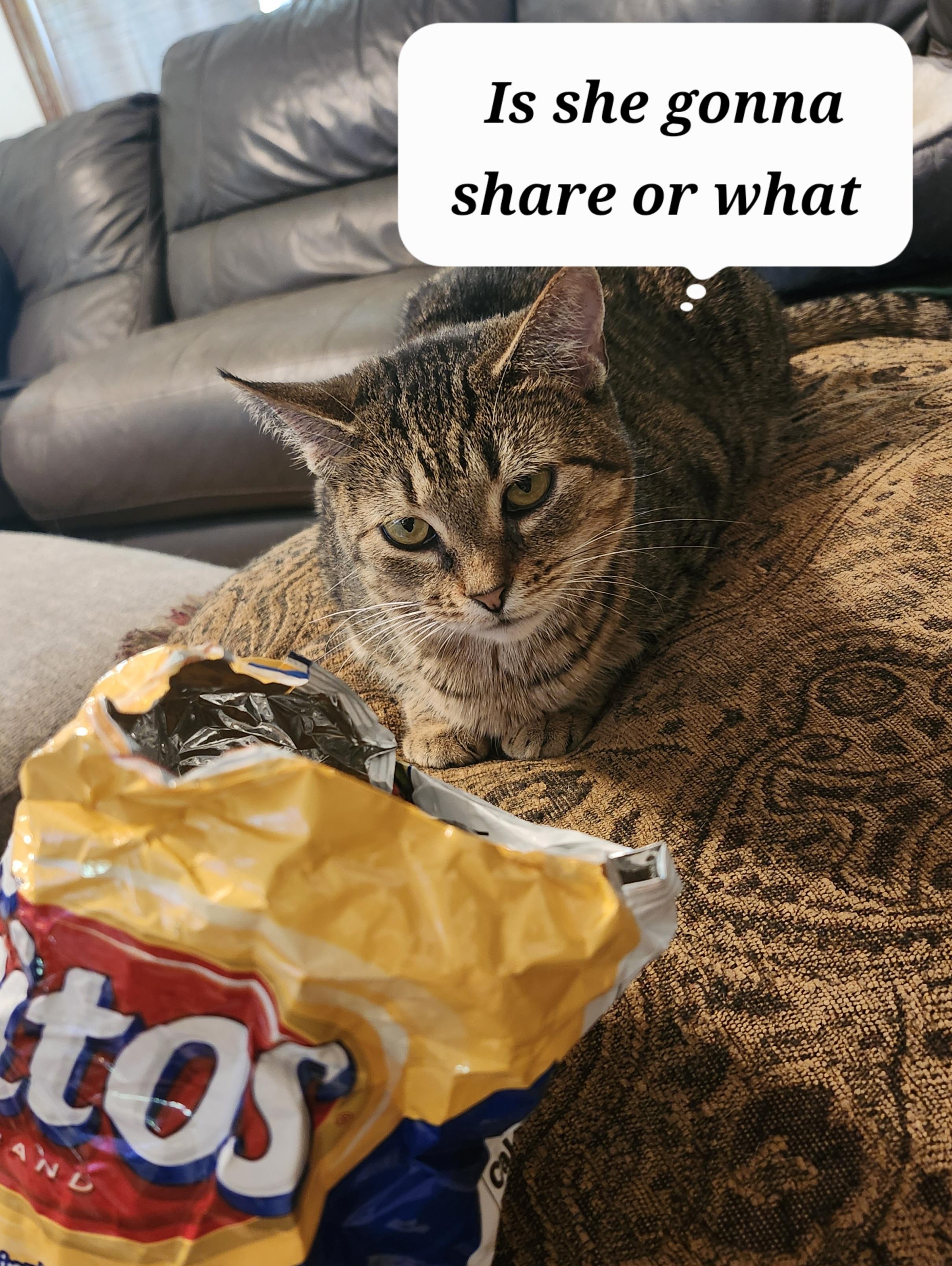 Willow, Adoptable, Adult Female Domestic Short Hair.