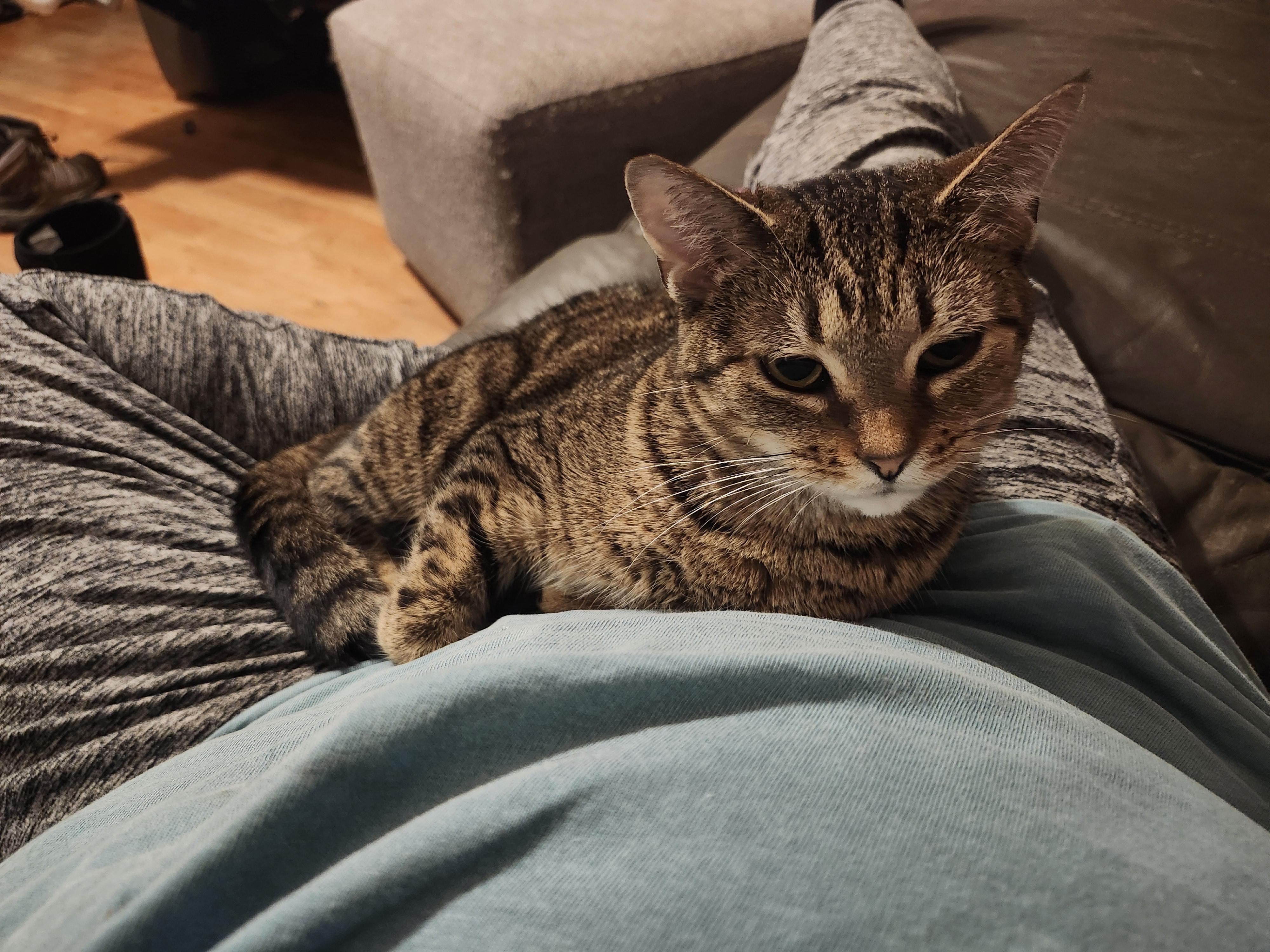 Willow, a Adoptable Domestic Short Hair in Morganton, NC image 2/5