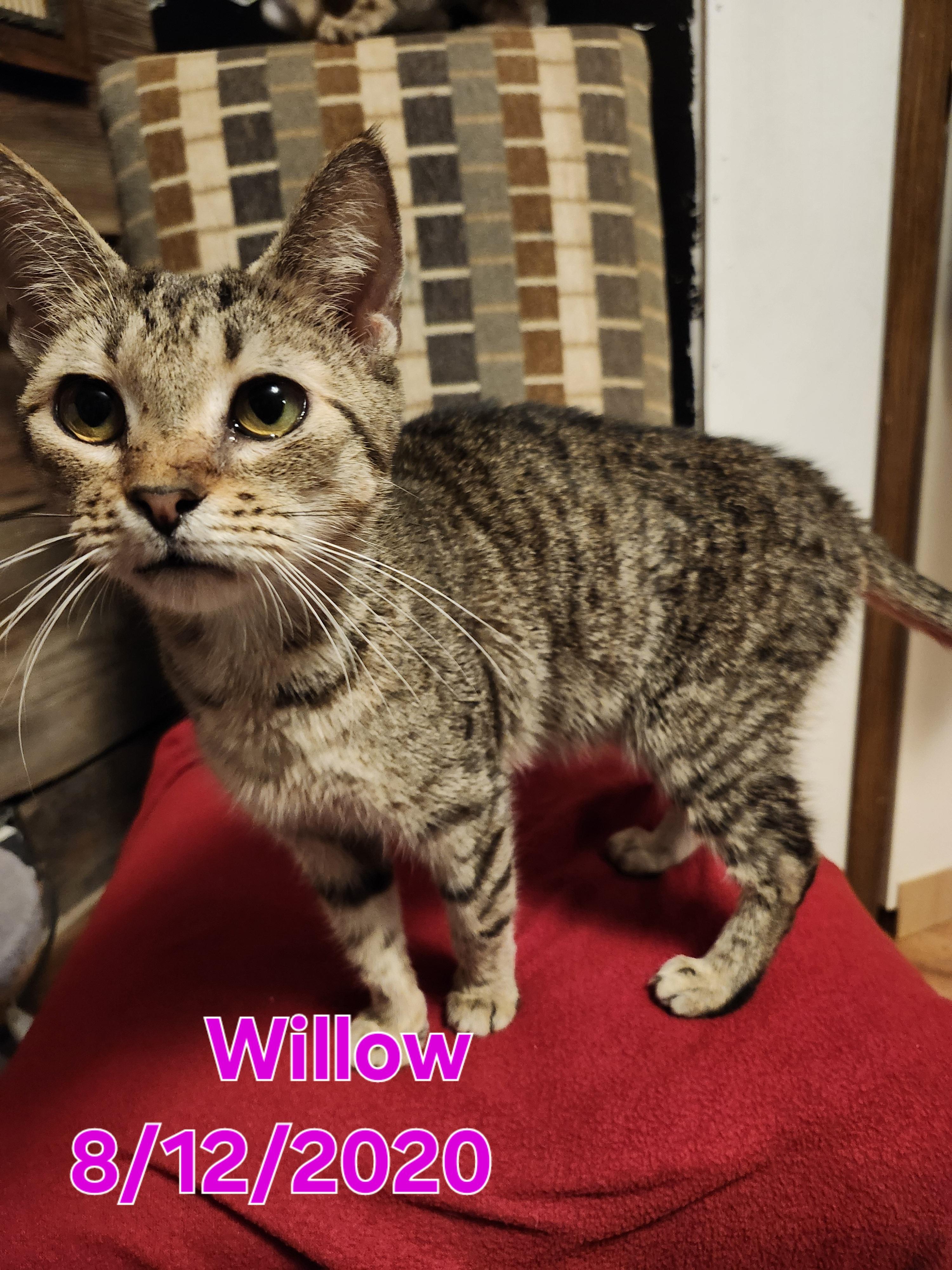 Willow, a Adoptable Domestic Short Hair in Morganton, NC image 3/5