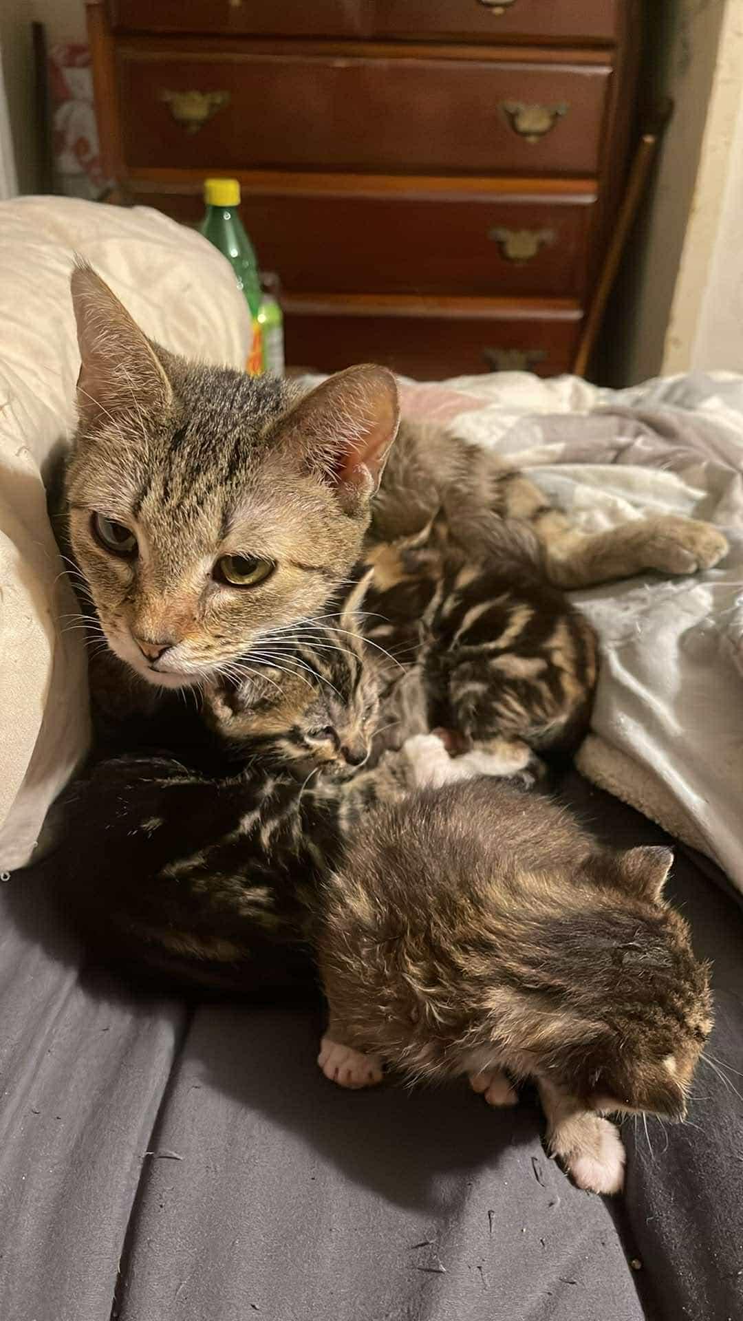 Willow, a Adoptable Domestic Short Hair in Morganton, NC image 4/5