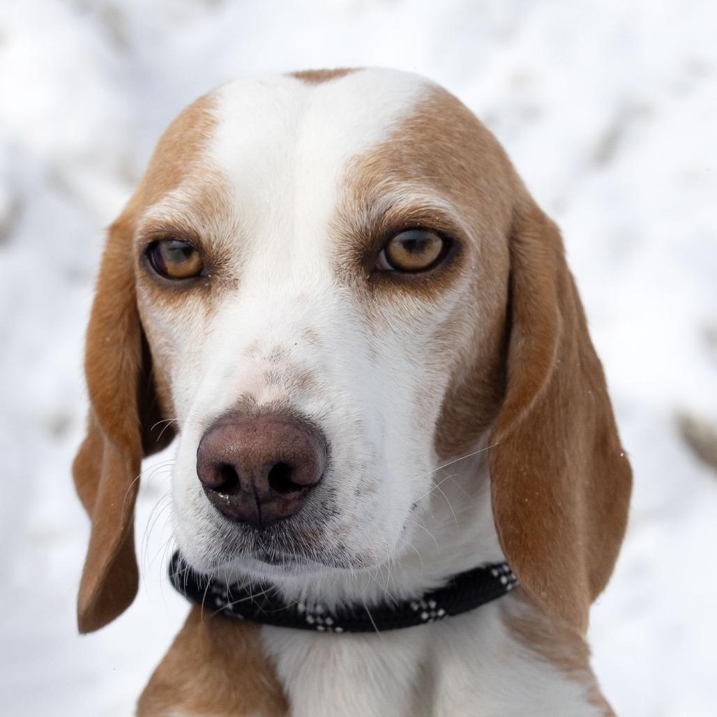 Belle, Adoptable, Young Female Beagle.