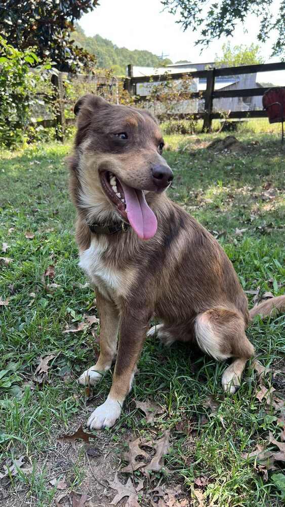 Ringo TN, a Adoptable mixed breed in Murfreesboro, TN image 1/5