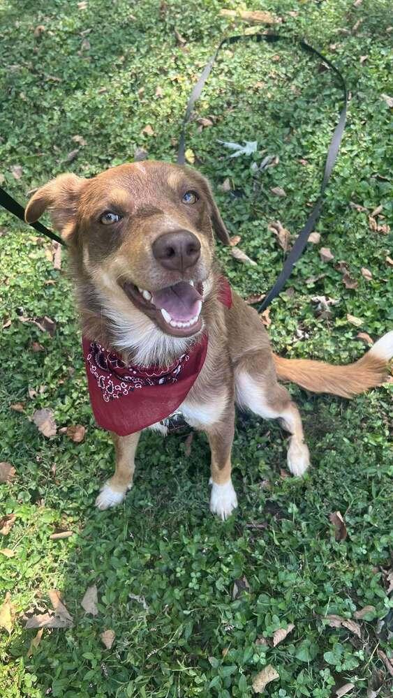 Ringo TN, a Adoptable mixed breed in Murfreesboro, TN image 2/5