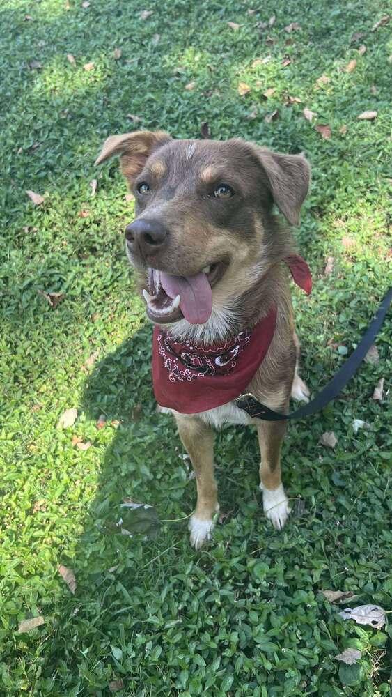 Ringo TN, a Adoptable mixed breed in Murfreesboro, TN image 3/5