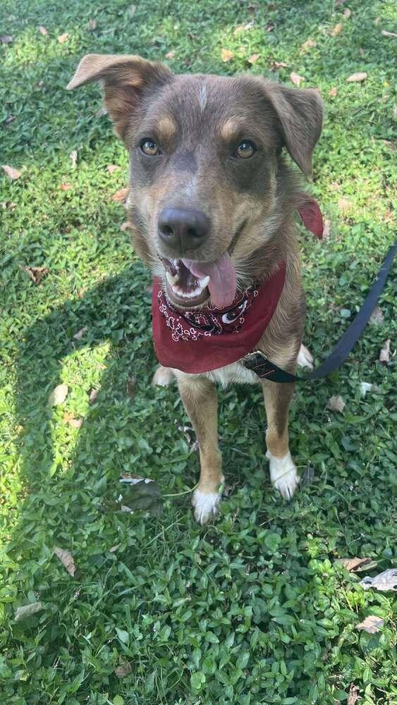 Ringo TN, a Adoptable mixed breed in Murfreesboro, TN image 4/5