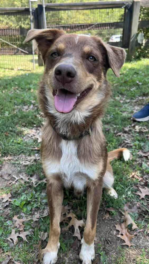 Ringo TN, a Adoptable mixed breed in Murfreesboro, TN image 5/5