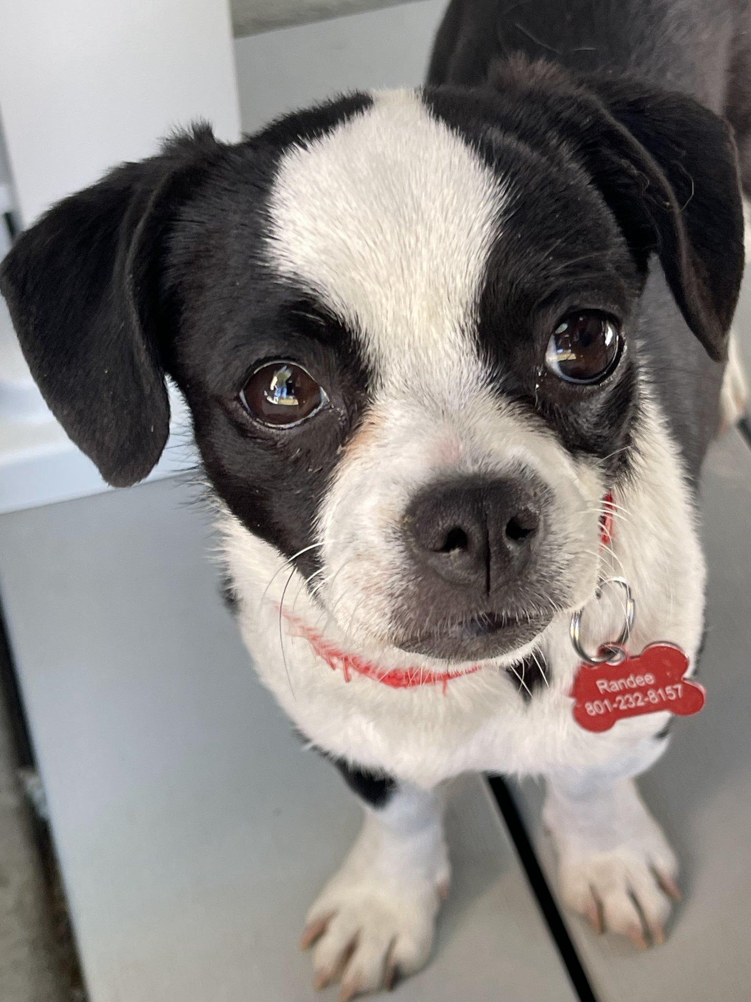 Enlarge Alexis, an adopted mixed breed in Salt Lake City, UT image 2/5