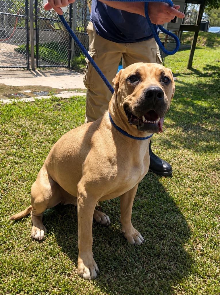 Hank, Adoptable, Adult Male Mixed Breed.