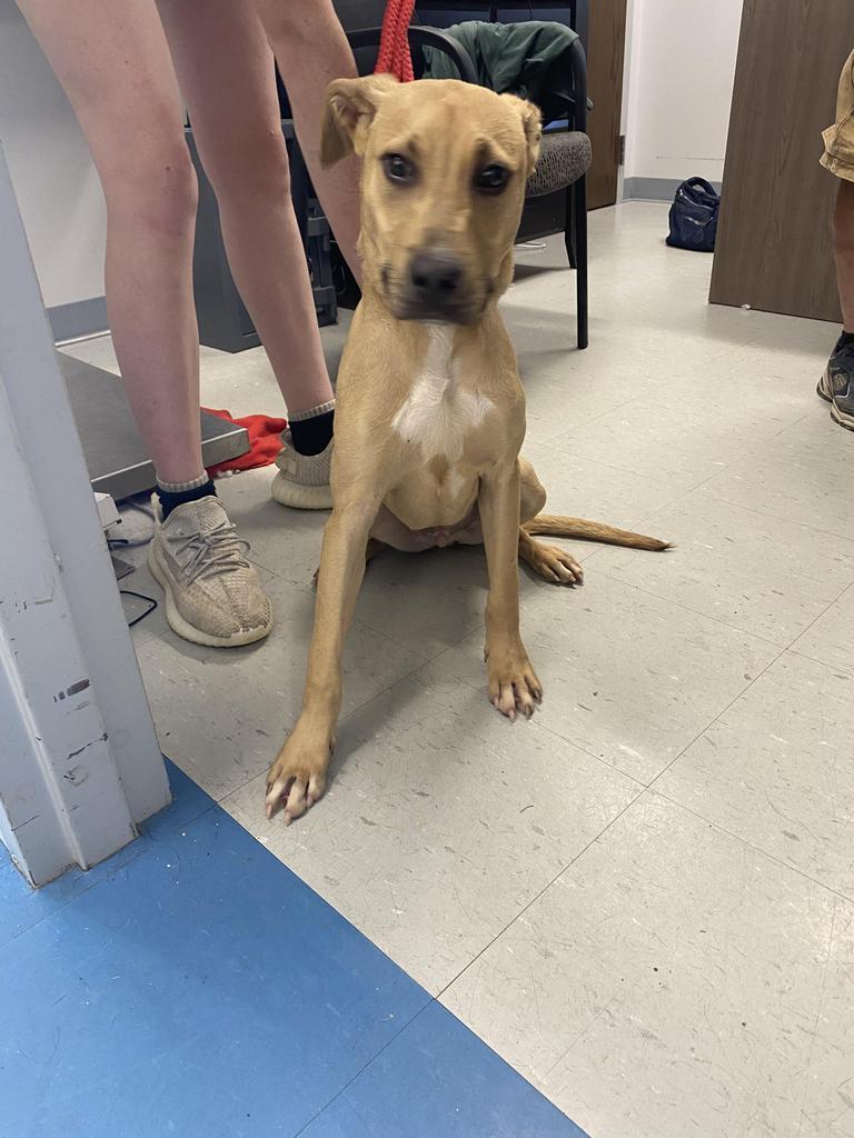 Hank, a Adoptable mixed breed in Denham Springs, LA image 2/6