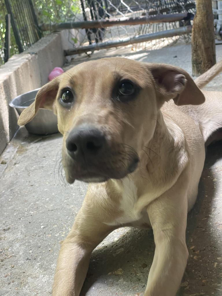 Enlarge Hank, a Adoptable mixed breed in Denham Springs, LA image 3/6