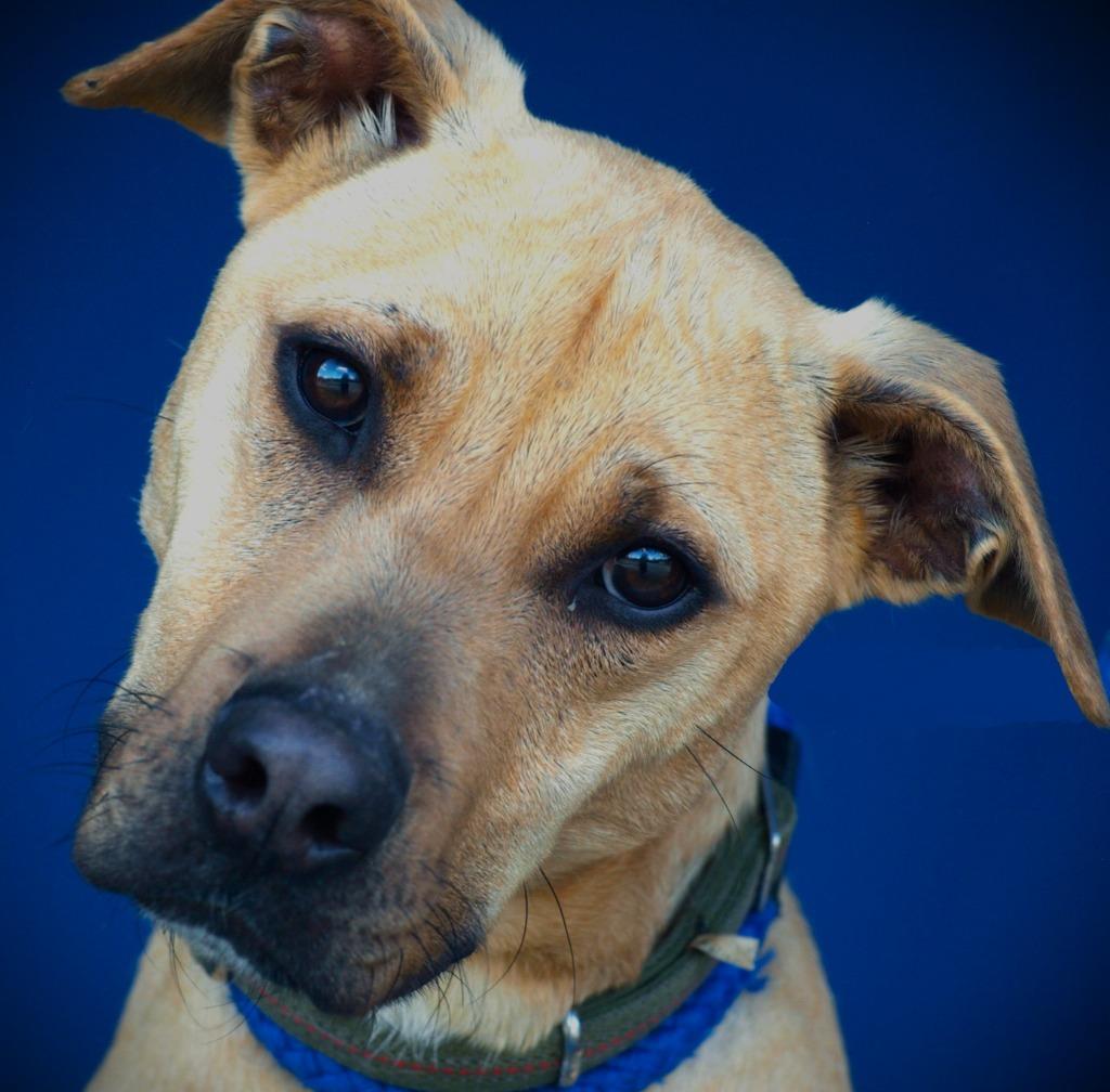 Hank, a Adoptable mixed breed in Denham Springs, LA image 4/6
