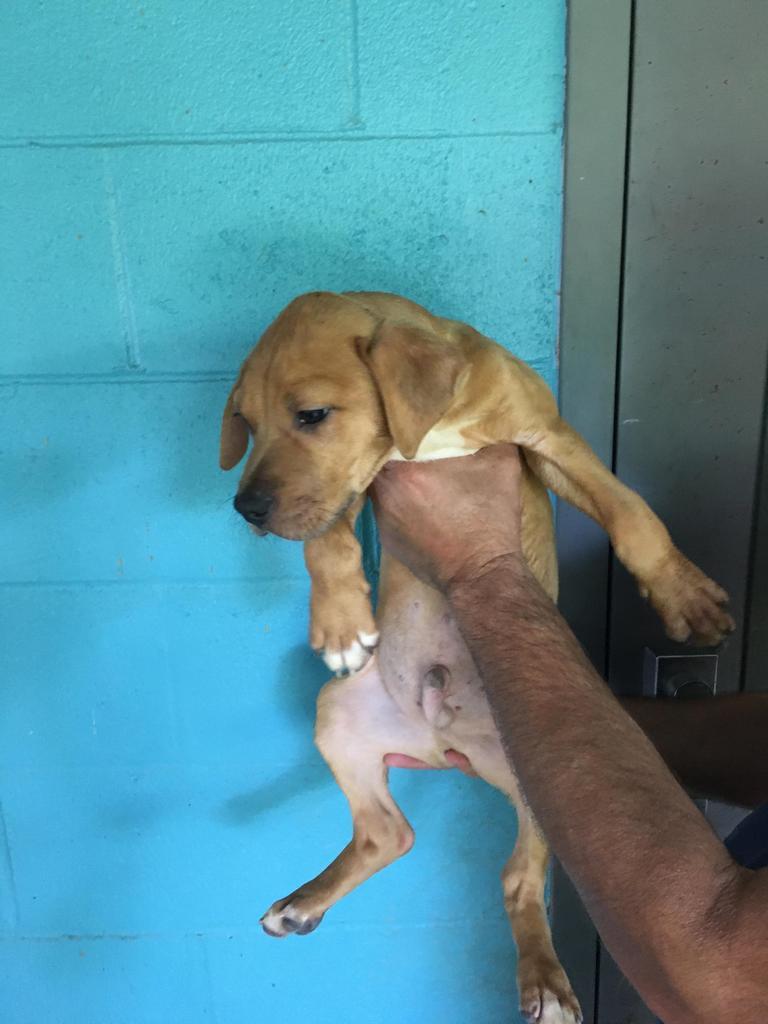 Hank, a Adoptable mixed breed in Denham Springs, LA image 5/6