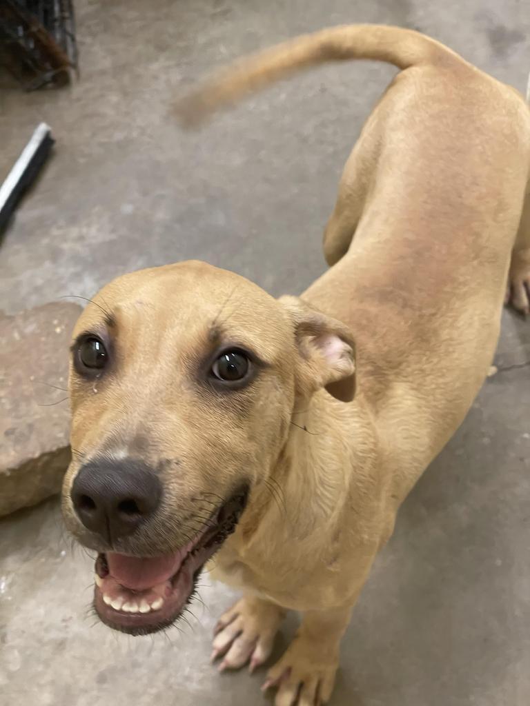 Enlarge Hank, a Adoptable mixed breed in Denham Springs, LA image 5/6