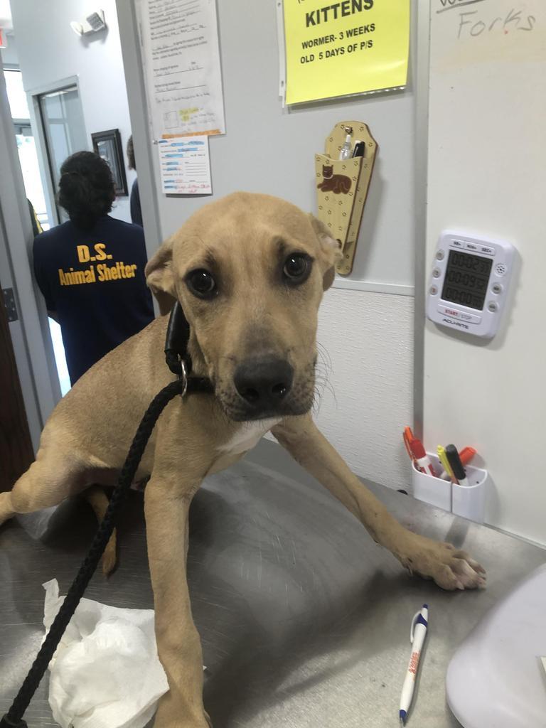 Hank, a Adoptable mixed breed in Denham Springs, LA image 6/6