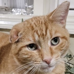 Enlarge PJ, a Adopted Domestic Short Hair in Lenhartsville, PA image 1/3