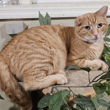 Enlarge PJ, a Adopted Domestic Short Hair in Lenhartsville, PA image 2/3