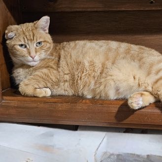 Enlarge PJ, a Adopted Domestic Short Hair in Lenhartsville, PA image 3/3