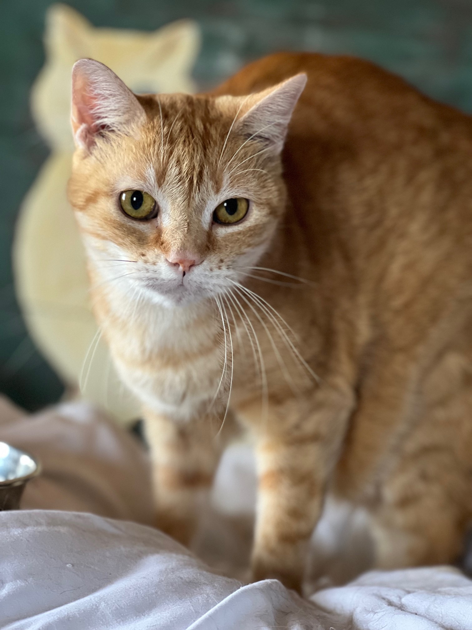 Enlarge Sunny, a Adoptable Tabby in Houston, TX image 1/10