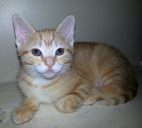 Enlarge Sunny, a Adoptable Tabby in Houston, TX image 2/10