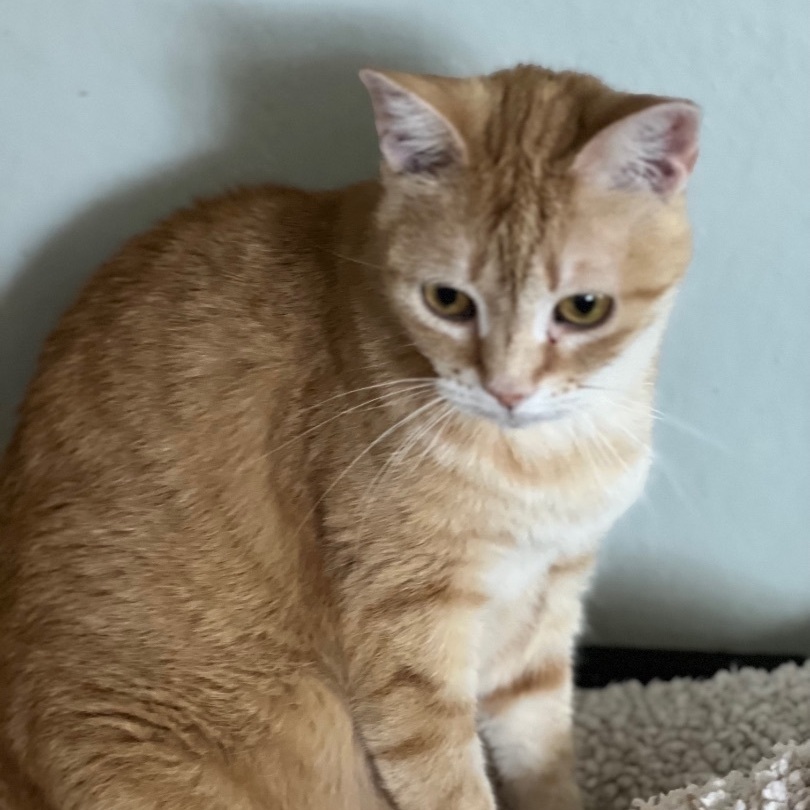 Enlarge Sunny, a Adoptable Tabby in Houston, TX image 3/10