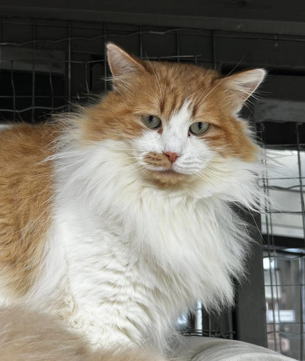 Enlarge Tad (Bonded with Wilma), a ADOPTABLE Domestic Medium Hair in Maple Ridge, BC image 5/6
