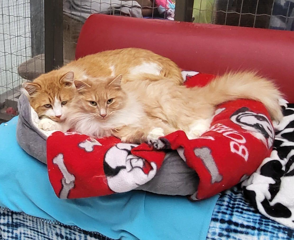 Enlarge Tad (Bonded with Wilma), a ADOPTABLE Domestic Medium Hair in Maple Ridge, BC image 6/6