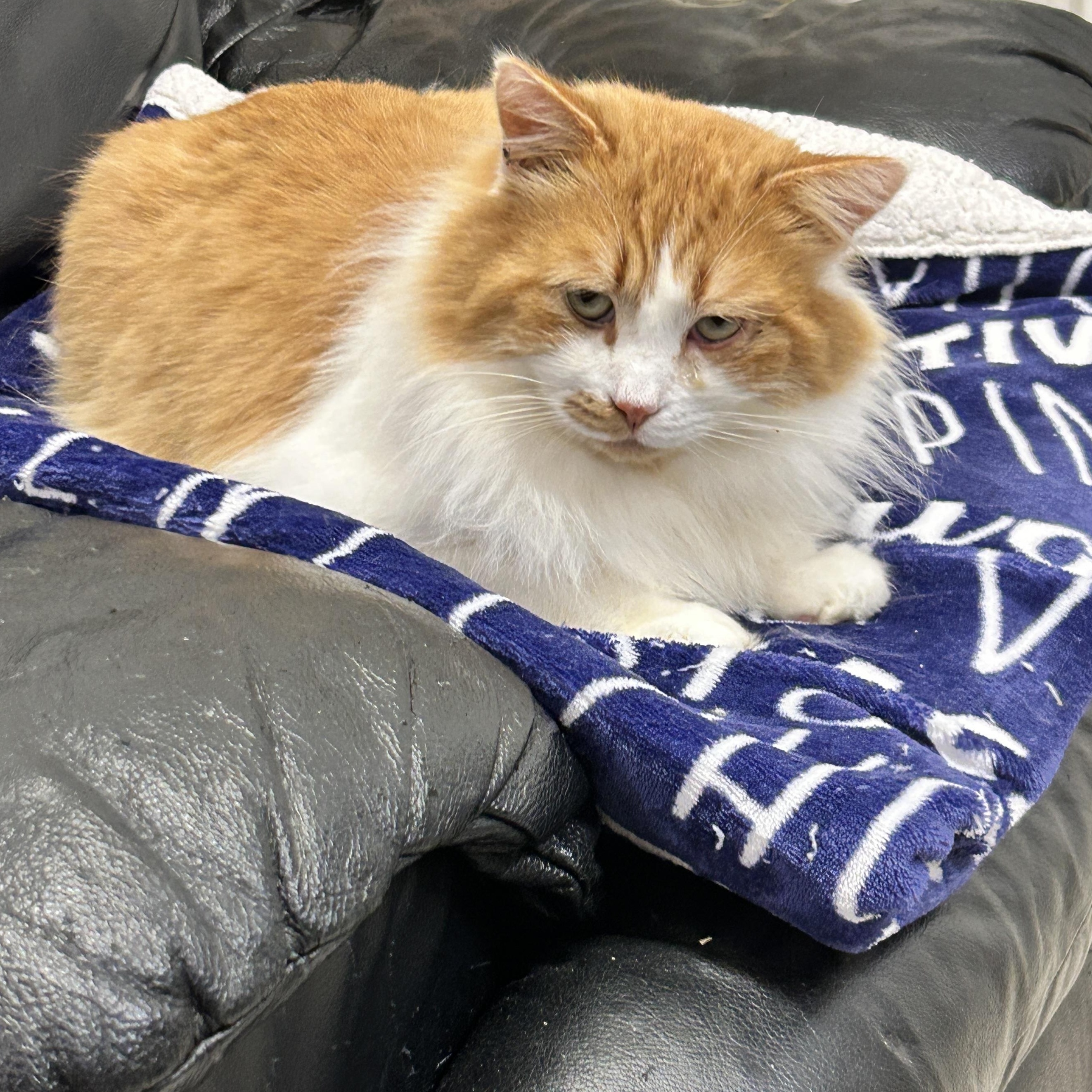 Enlarge Tad (Bonded with Wilma), a ADOPTABLE Domestic Medium Hair in Maple Ridge, BC image 2/6