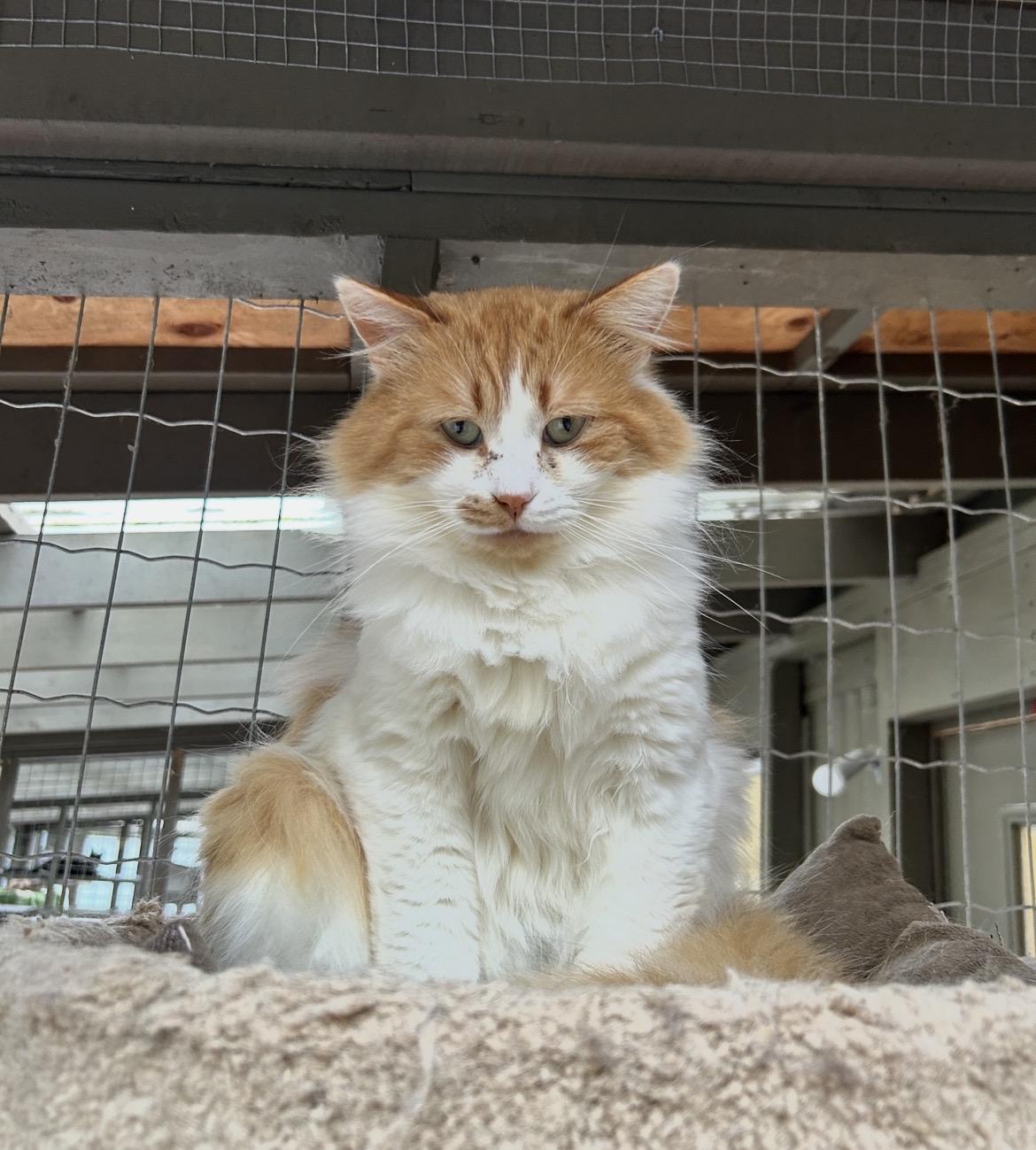 Tad (Bonded with Wilma), ADOPTABLE, Adult Male Domestic Medium Hair.