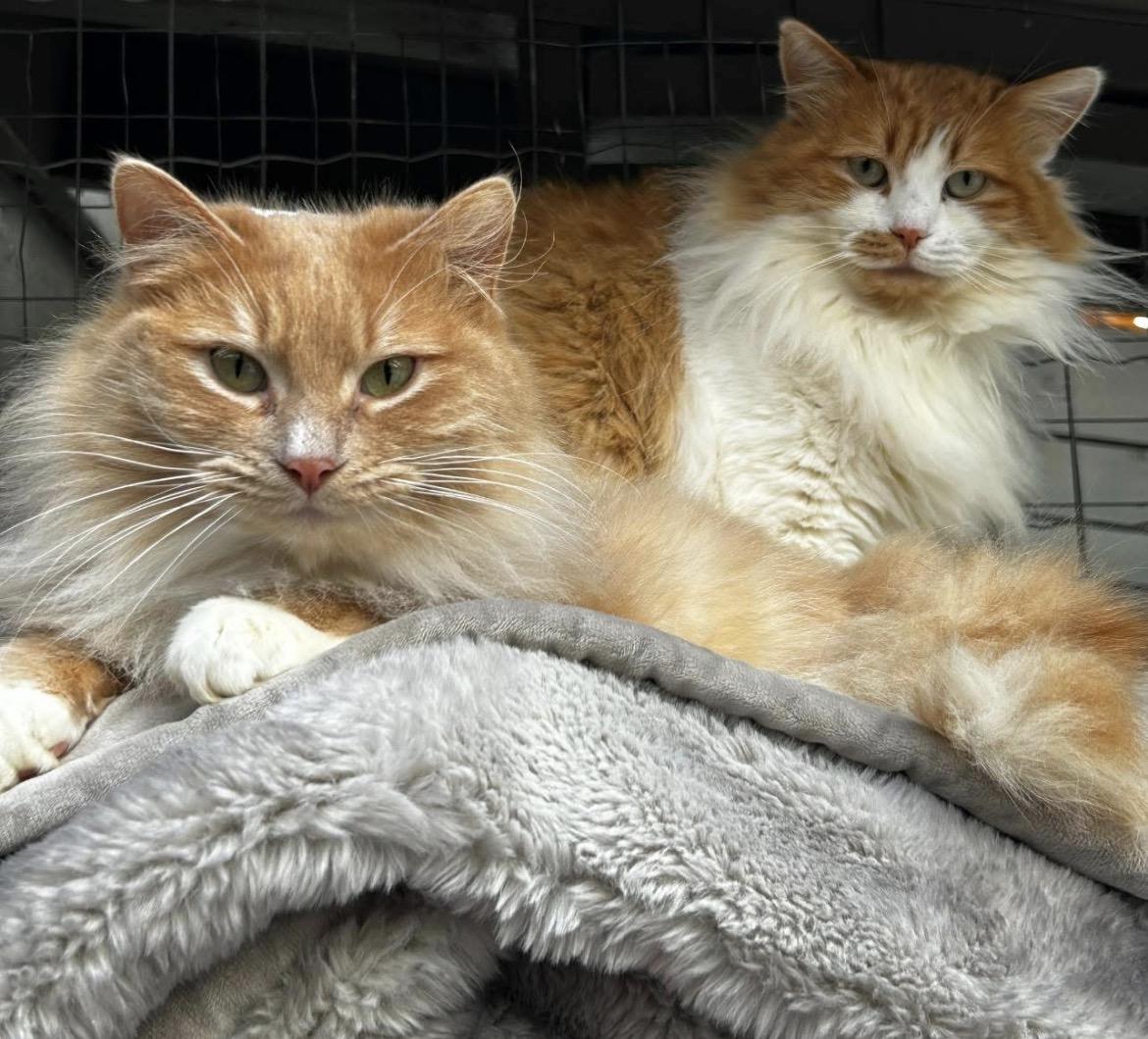 Enlarge Tad (Bonded with Wilma), a ADOPTABLE Domestic Medium Hair in Maple Ridge, BC image 4/6