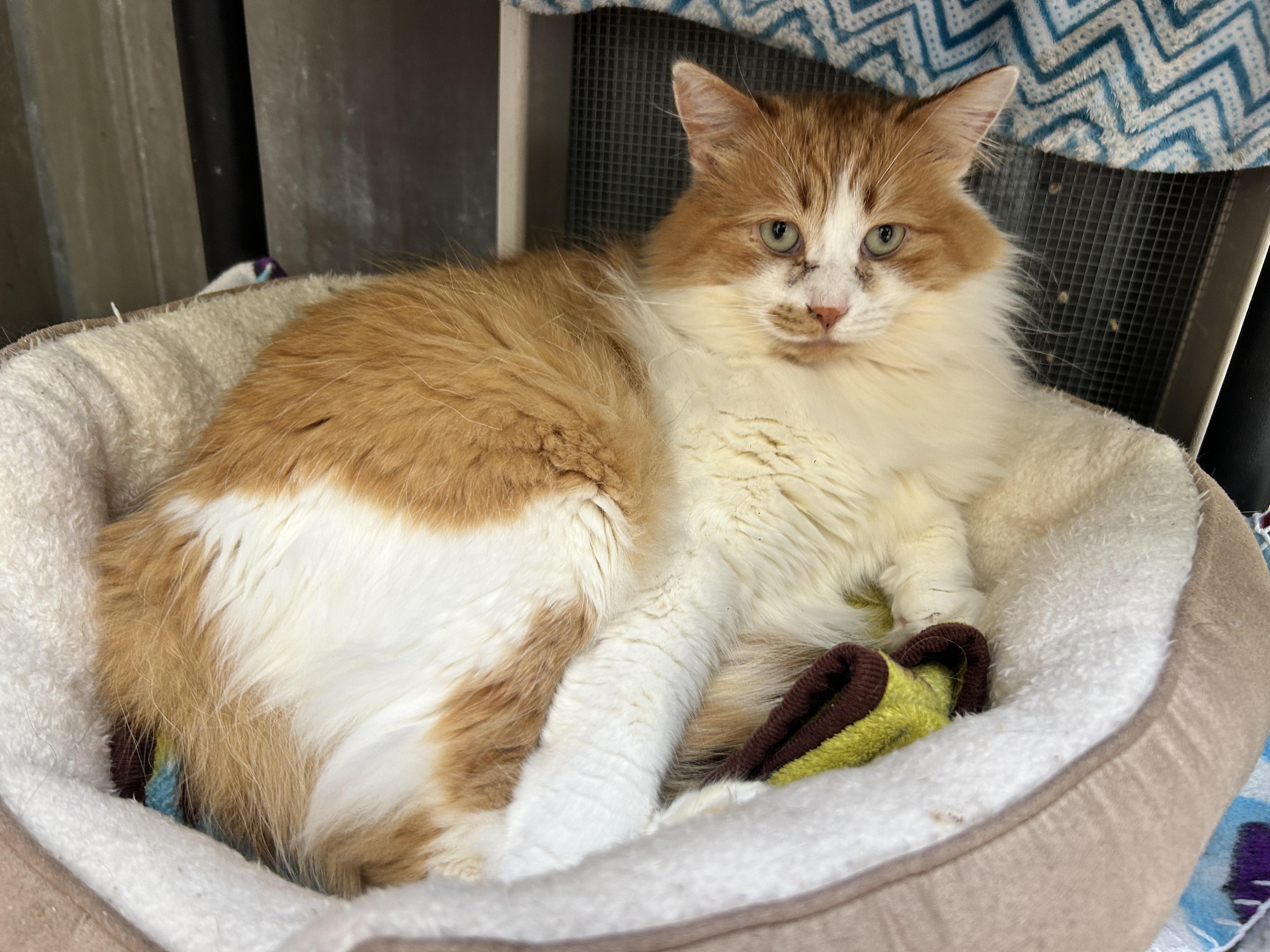 Enlarge Tad (Bonded with Wilma), a ADOPTABLE Domestic Medium Hair in Maple Ridge, BC image 3/6