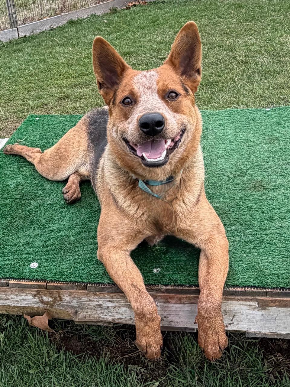 Bucky, Adoptable, Young Male Australian Cattle Dog / Blue Heeler.