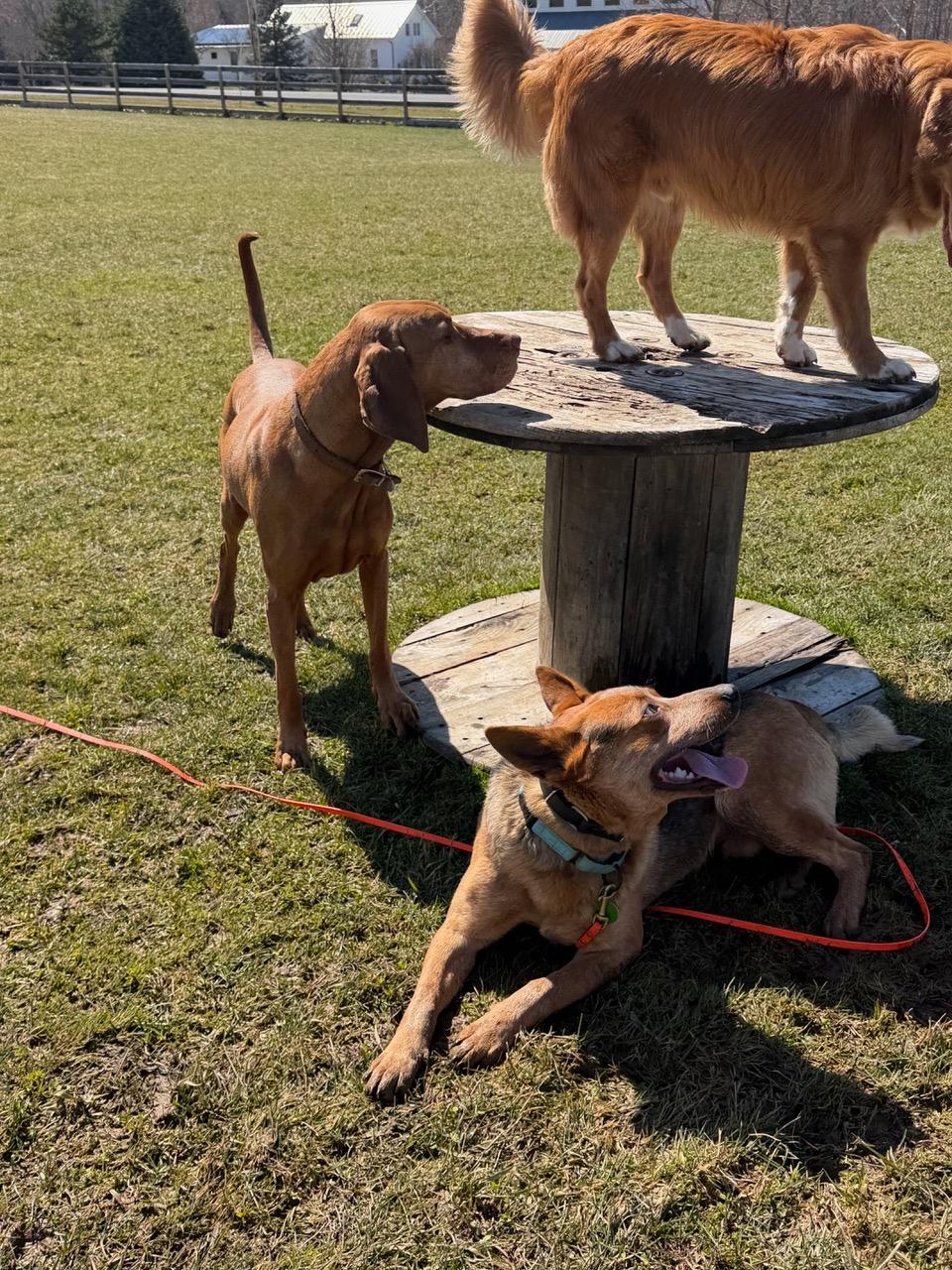 Enlarge Bucky, a Adoptable Australian Cattle Dog / Blue Heeler in Taghkanic, NY image 5/6