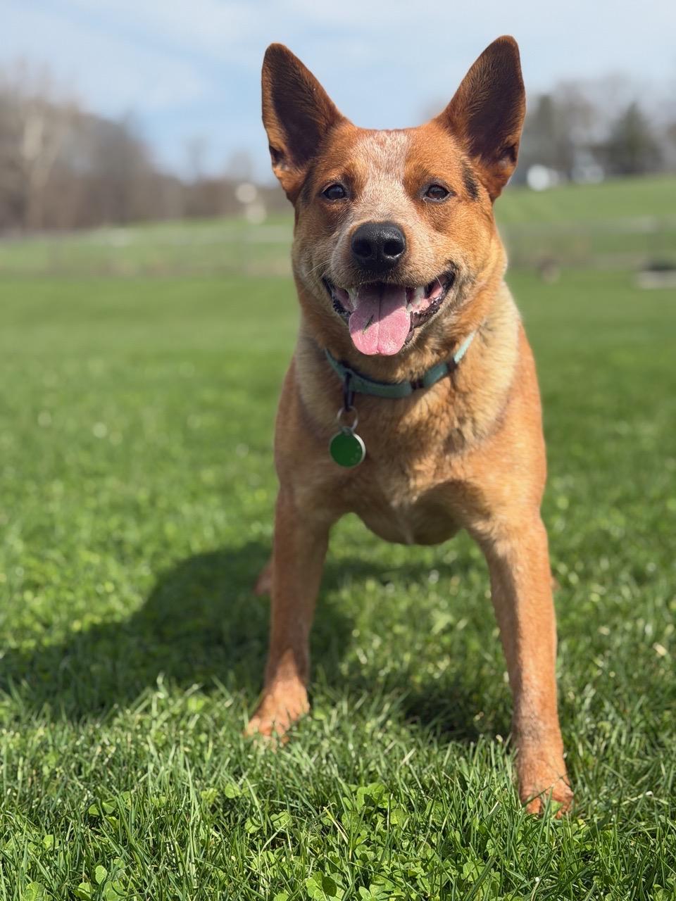 Enlarge Bucky, a Adoptable Australian Cattle Dog / Blue Heeler in Taghkanic, NY image 6/6