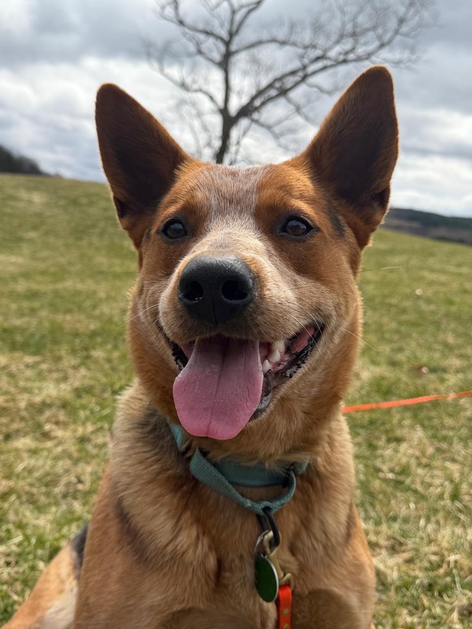 Enlarge Bucky, a Adoptable Australian Cattle Dog / Blue Heeler in Taghkanic, NY image 3/6