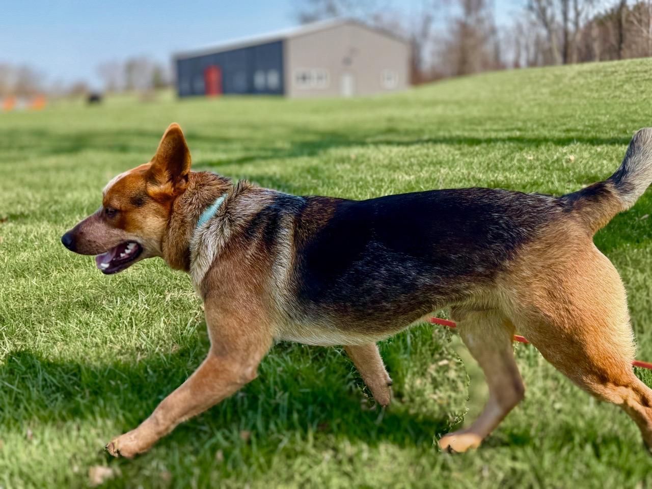 Enlarge Bucky, a Adoptable Australian Cattle Dog / Blue Heeler in Taghkanic, NY image 4/6